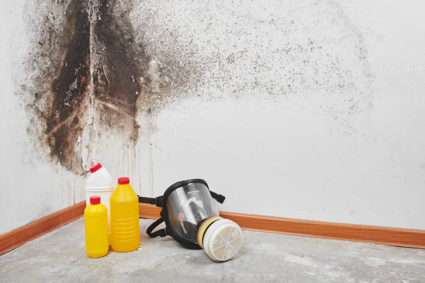 Best Fast Mold Removal  in Bonduel, WI