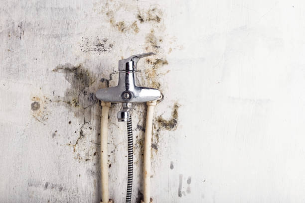 Best Professional Mold Removal  in Bonduel, WI
