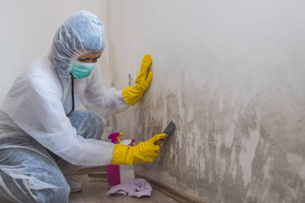 Best Fast Mold Removal  in Bonduel, WI