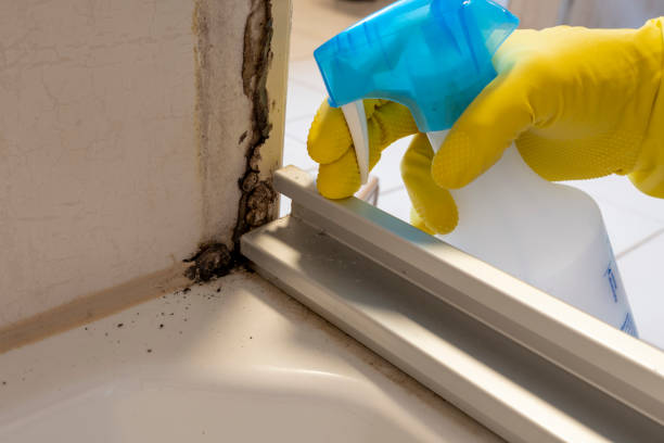 Mold Testing and Removal in Bonduel, WI