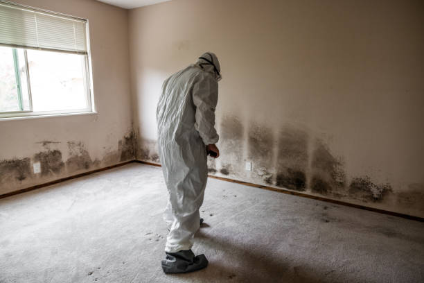 Best Commercial Mold Removal  in Bonduel, WI