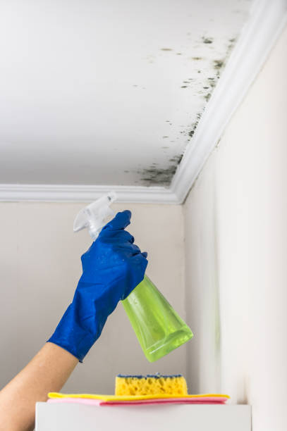 Best Mold Remediation Experts  in Bonduel, WI